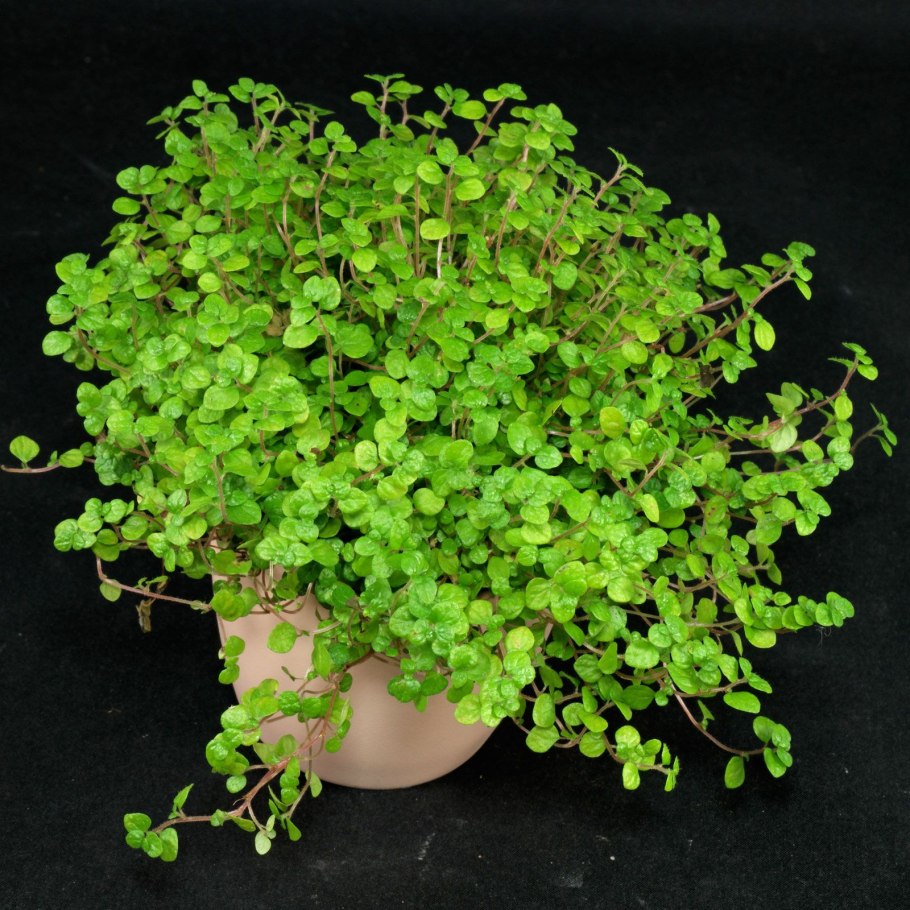 Гелксина (Soleirolia, Helxine)