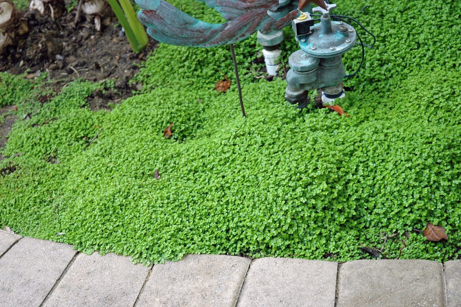 Солейролия Аргентия