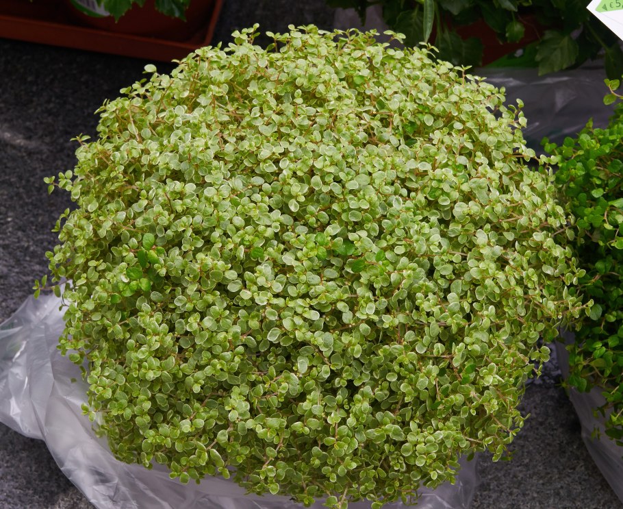 Солейролия Грин