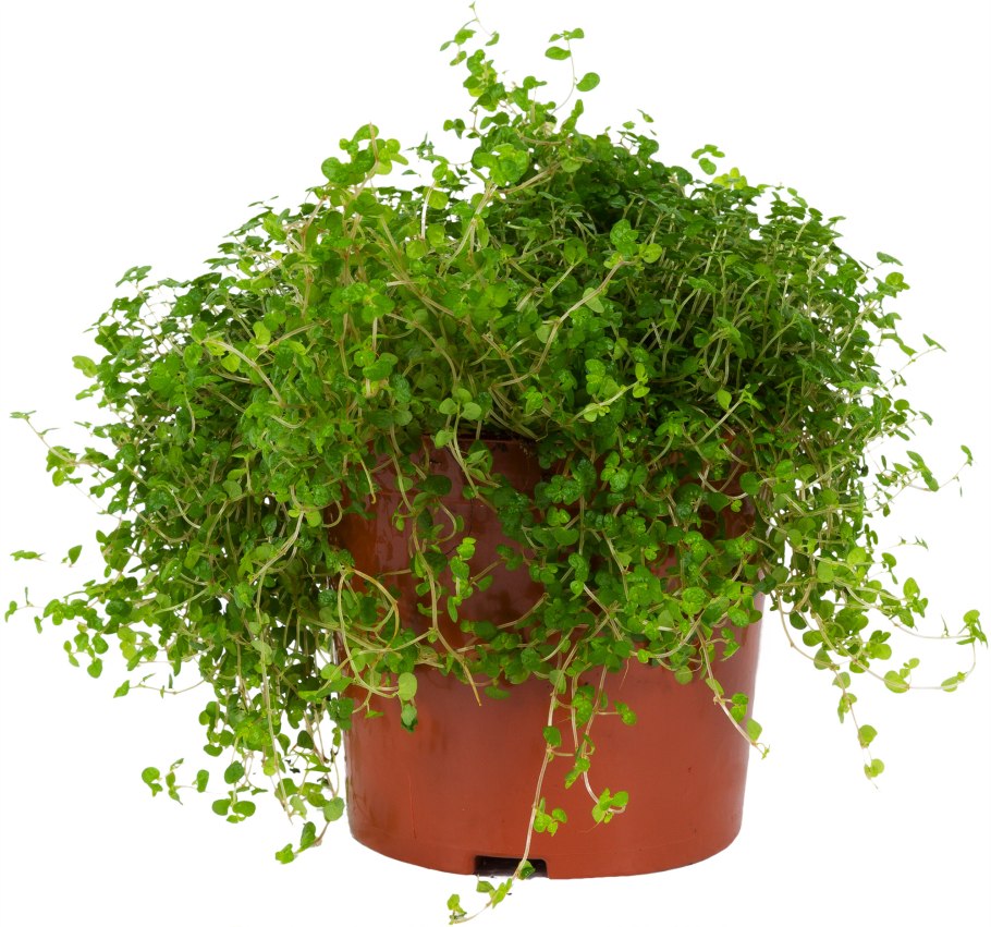 Солейролия солейрольская