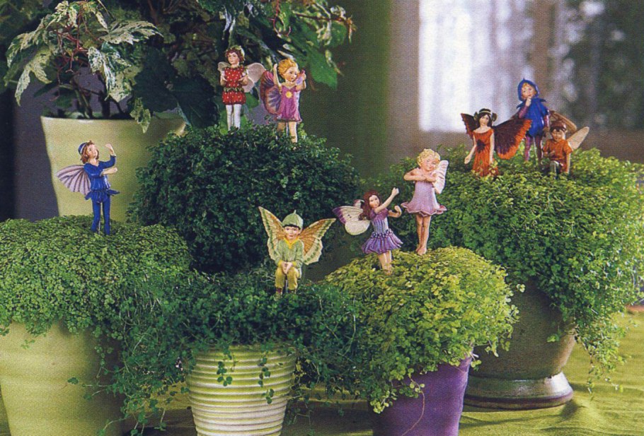 Солейролия argentea