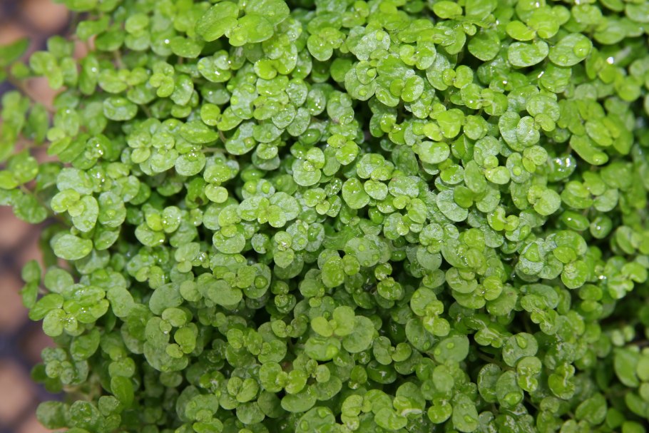 Солейролия argentea