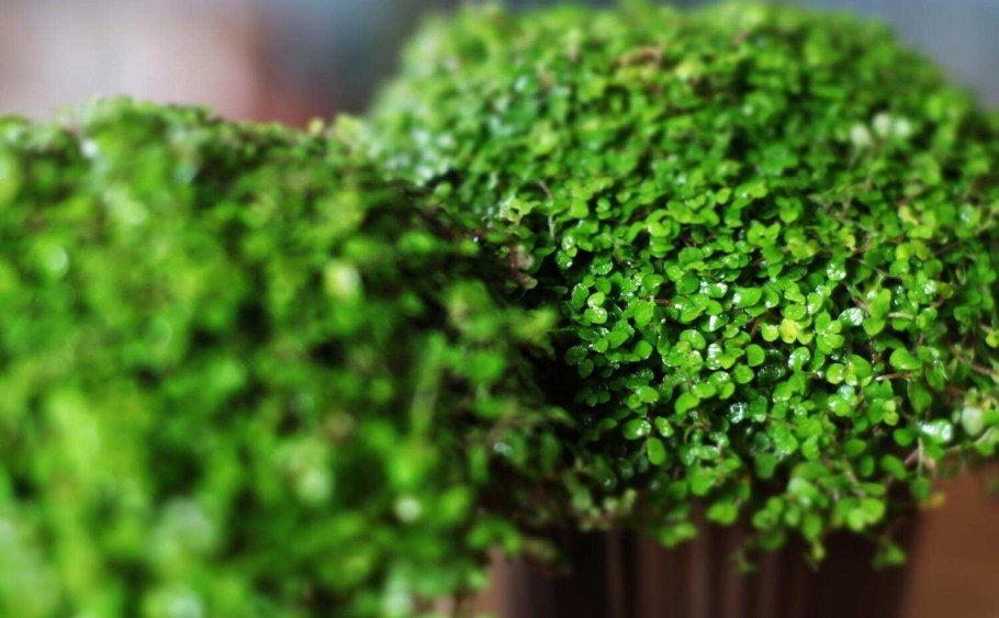 Хельксина. Почвопокровная