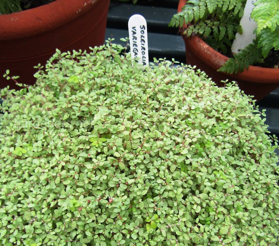 Растение солейролия