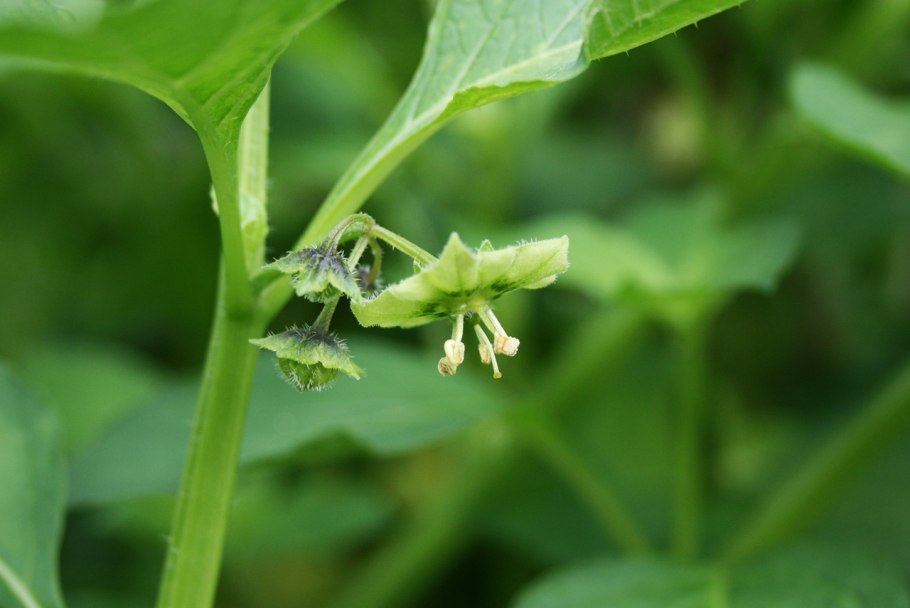 Санберри куст