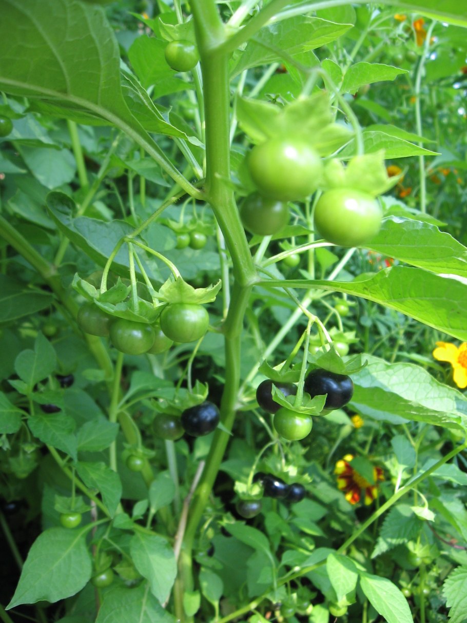 Санберри ягода