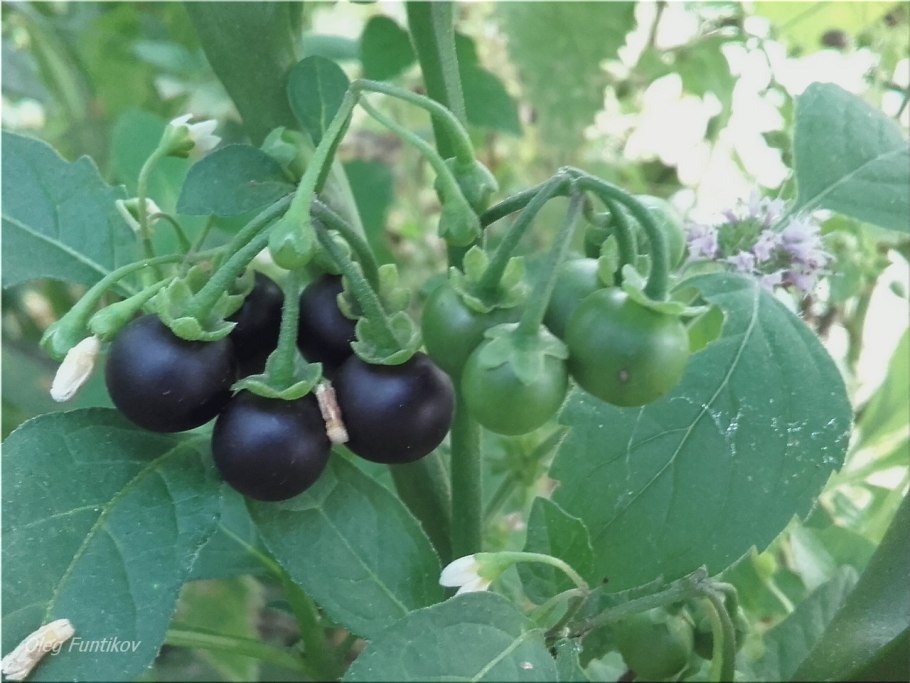 Паслён чёрный Сараха