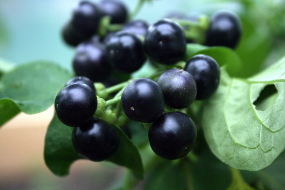 Паслён чёрный ядовитый