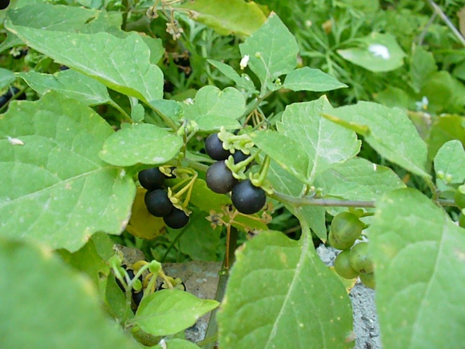 Средневековая настойка паслена фото