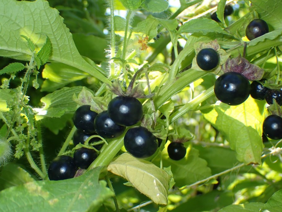 Паслён чёрный съедобный Сараха