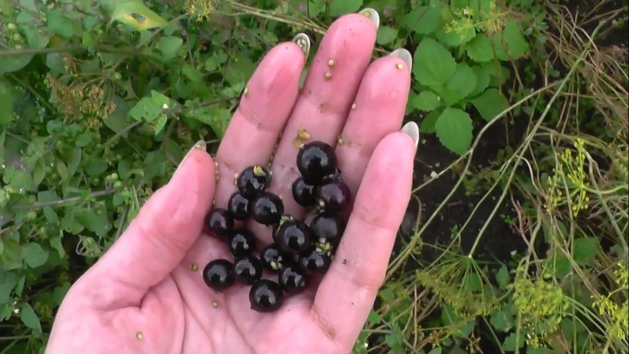Черника кустовая Садовая