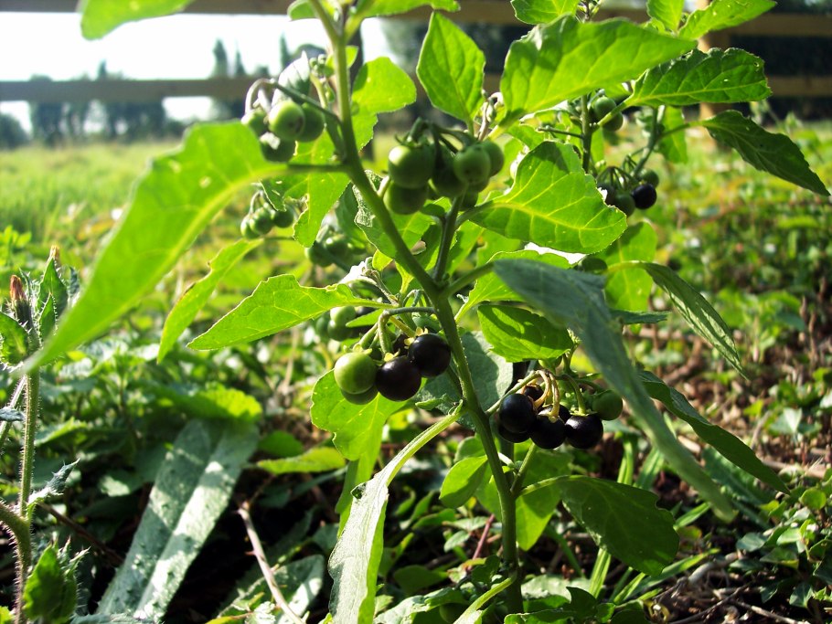 Паслен дикий