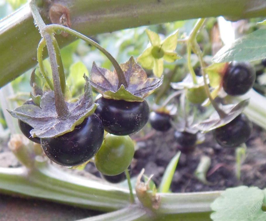 Ягода паслен черный