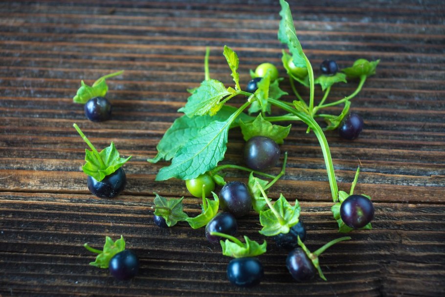 Паслен абутилоидес