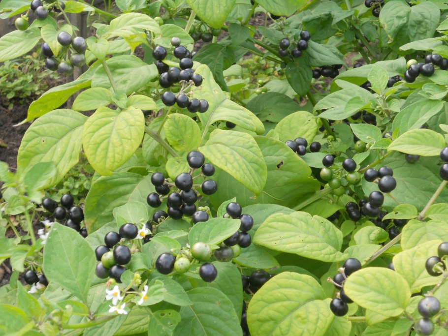 Черника форте куст