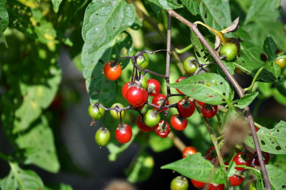 Паслен черный санберри