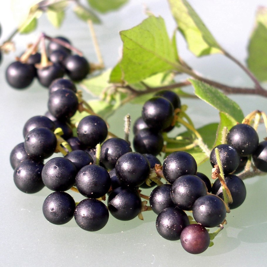 Паслен санберри