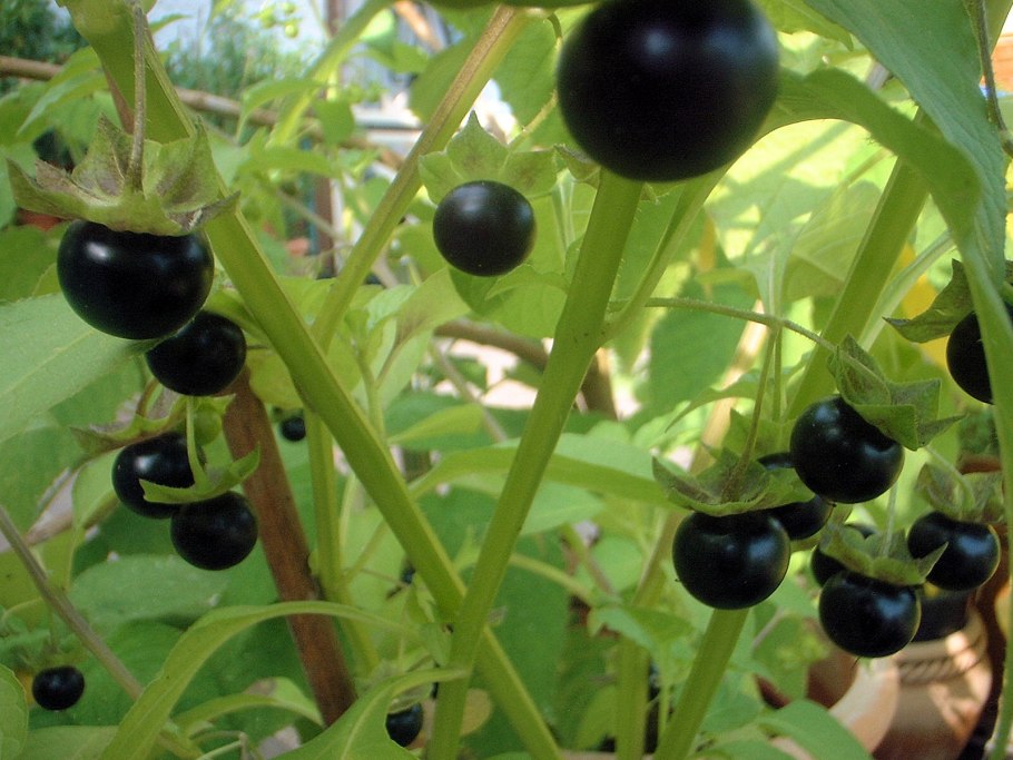 Паслён чёрный Сараха