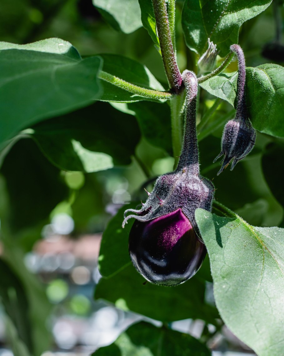Баклажан семейство пасленовых