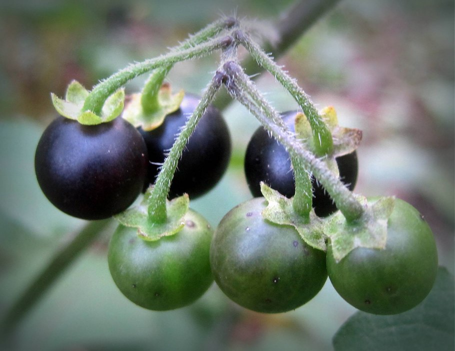 Паслён чёрный ядовитый