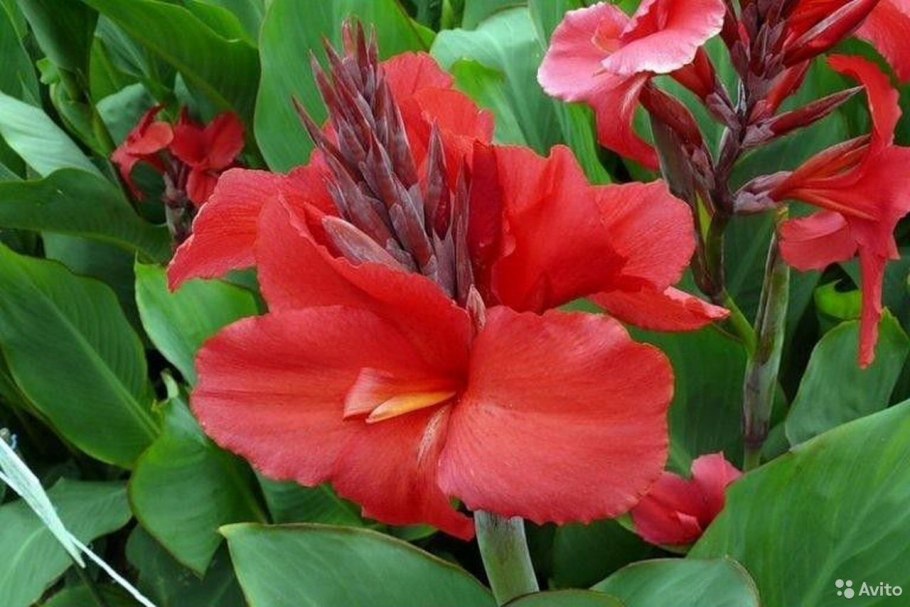 Канна Кенинг Гумберг