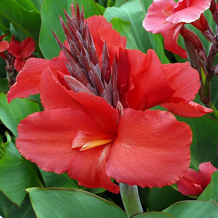 Канна индийская 'Тропикал ред'