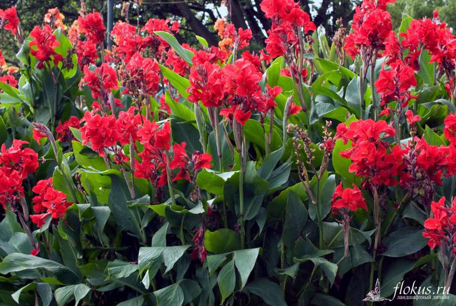 Канна цветок