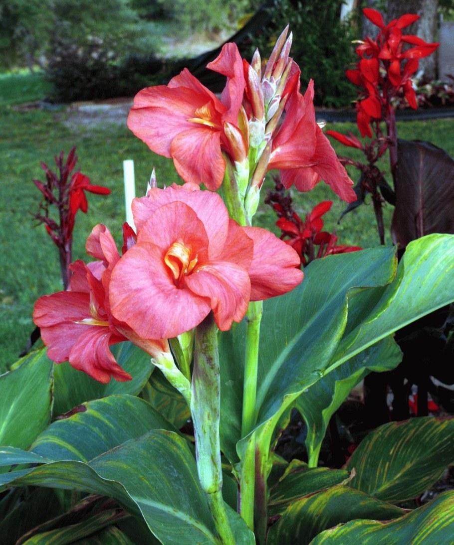 Канна краснолистная