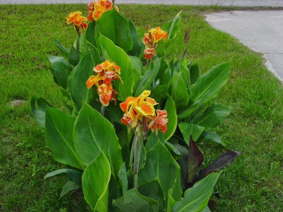 Канны цветы