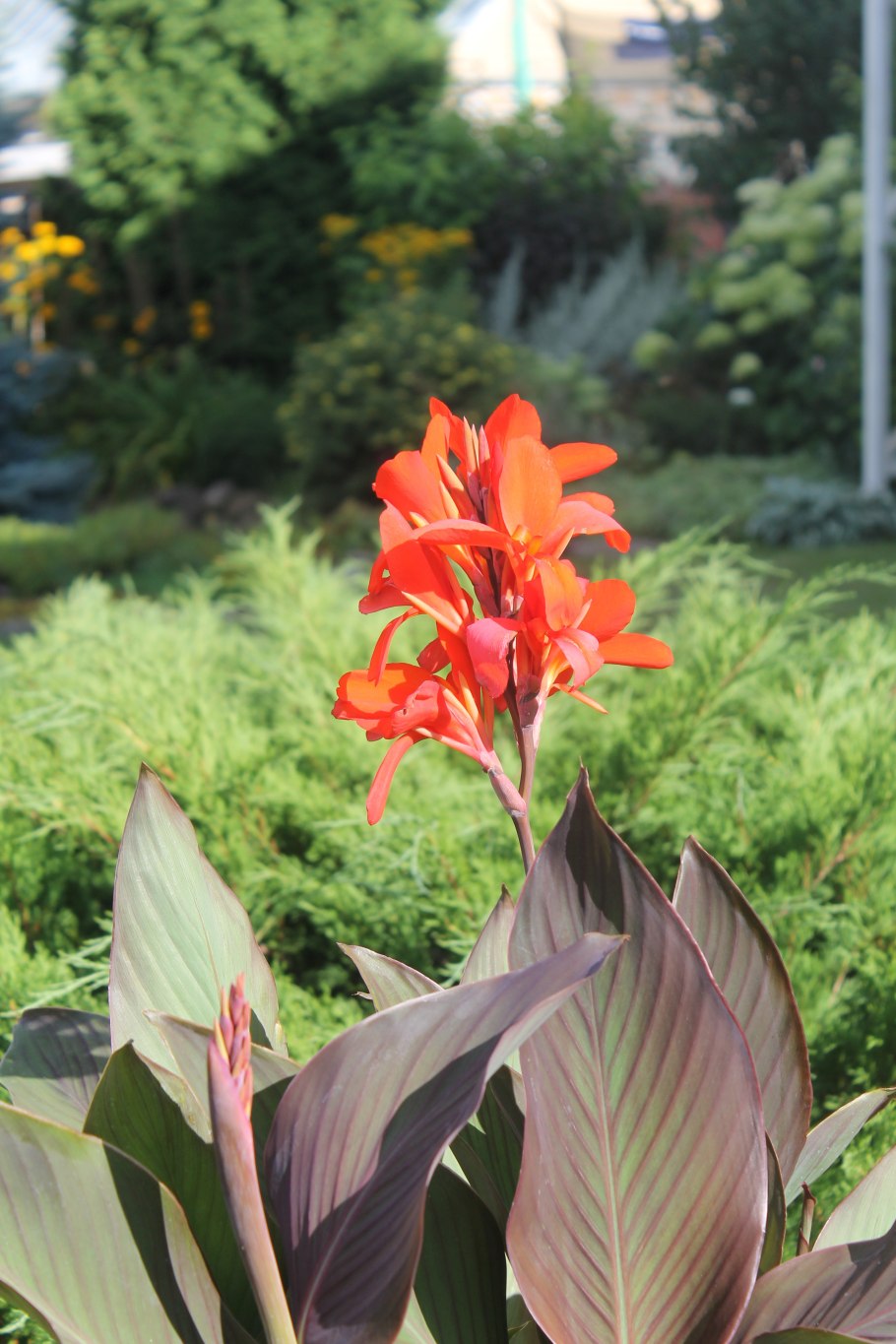 Канна индийская 'Тропикал ред'