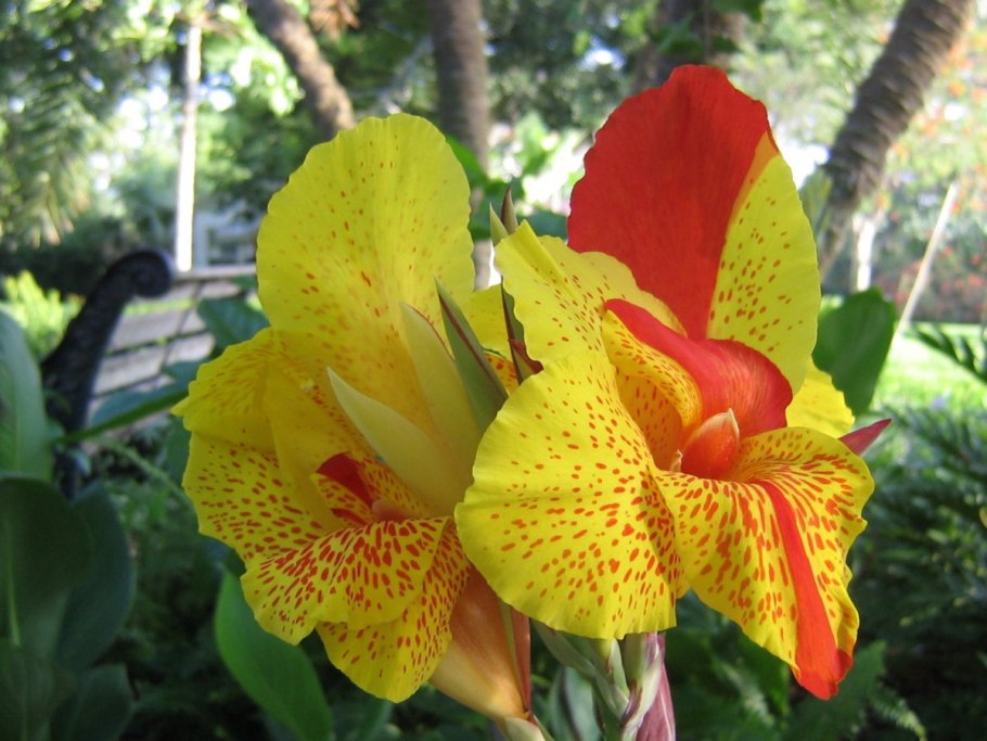 Канна карликовая Клеопатра