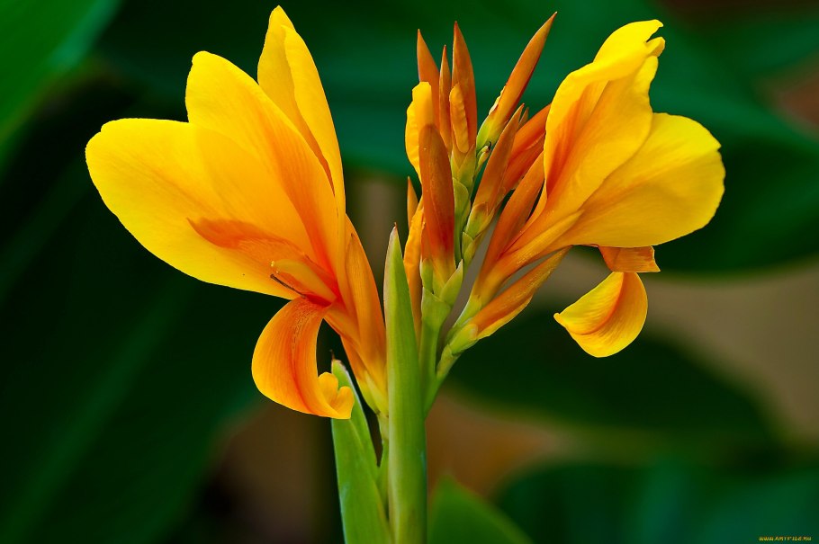 Канна Генералис