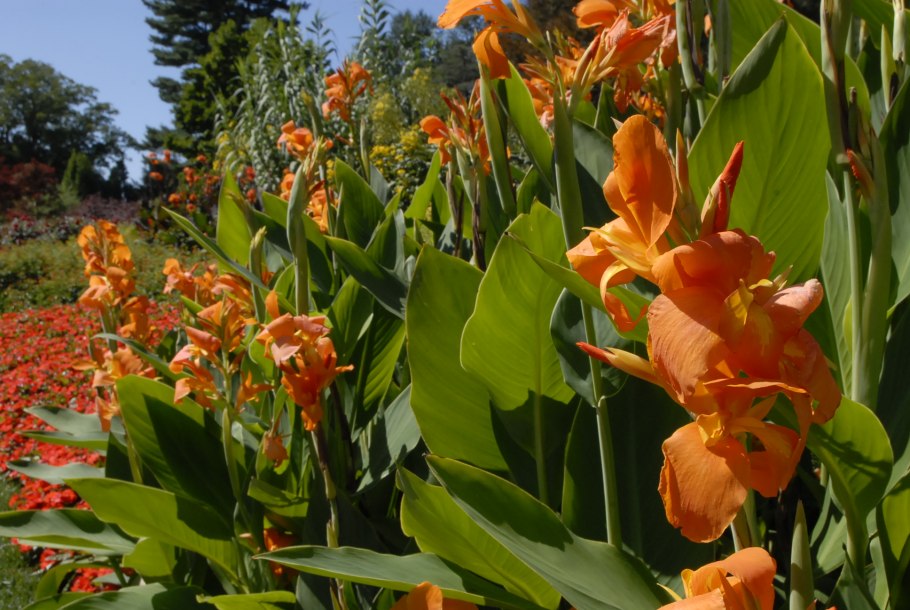 Канна Страйпт Бьюти