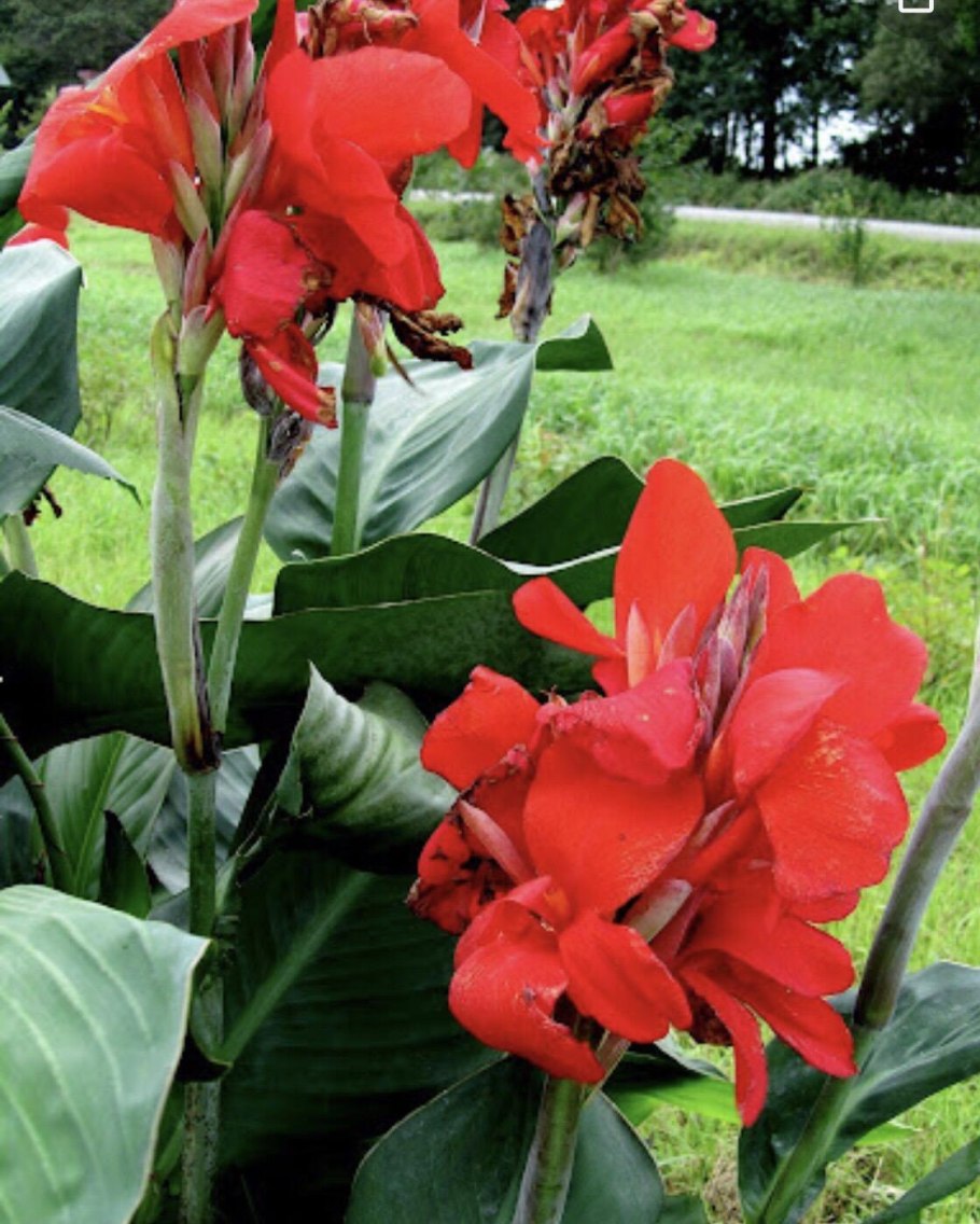 Канна Ливадия