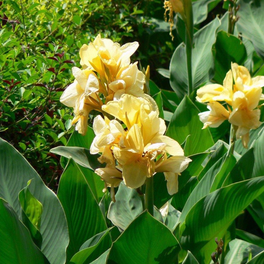 Канна Эмпайр