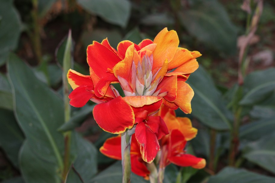 Канна крози