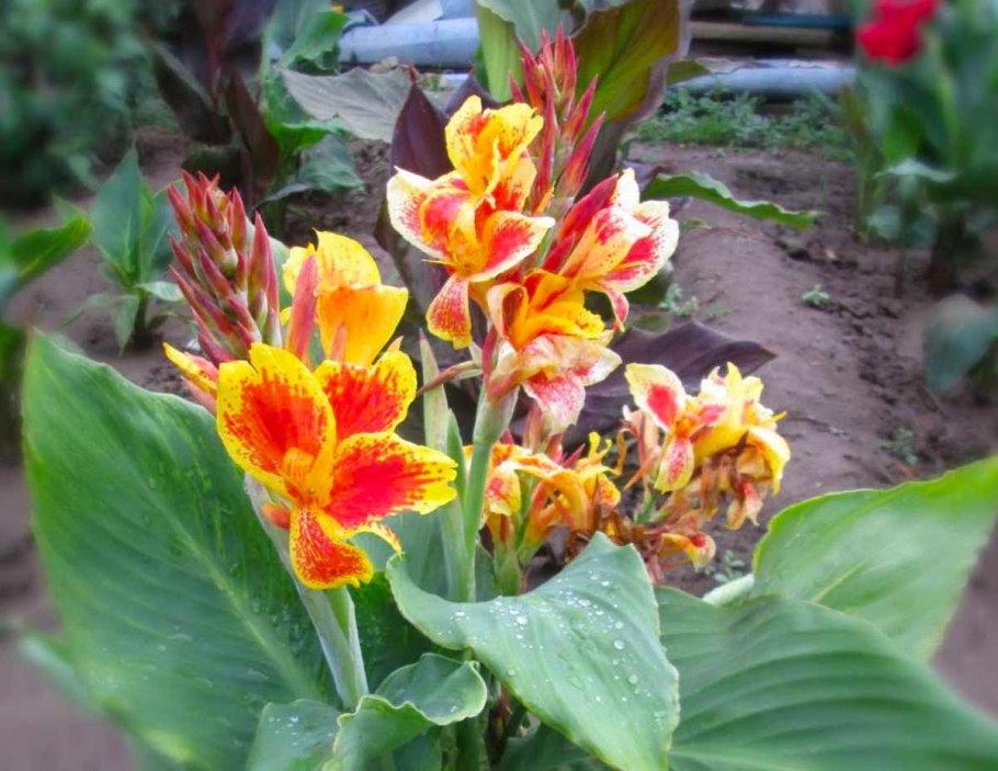 Цветы Канна Садовая