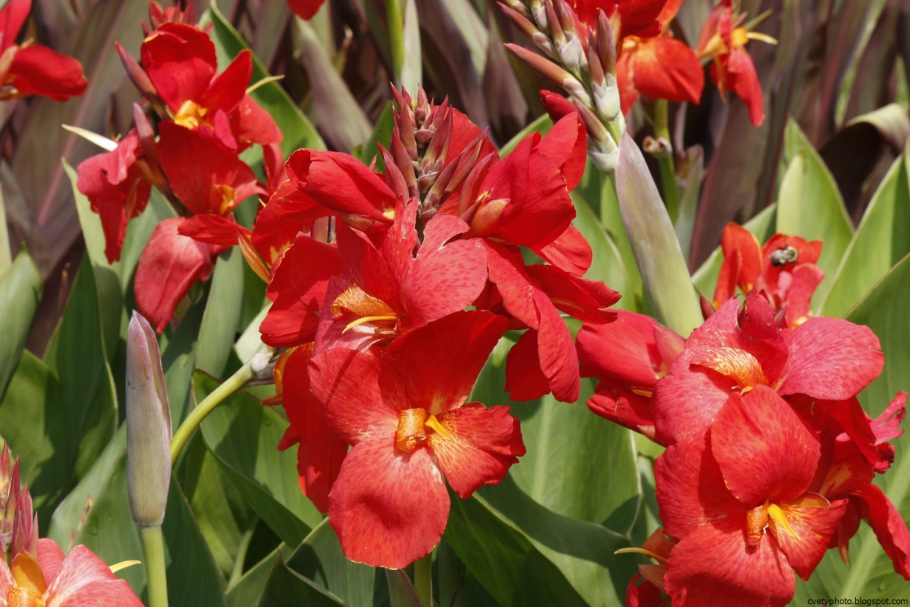 Канна красная цветок