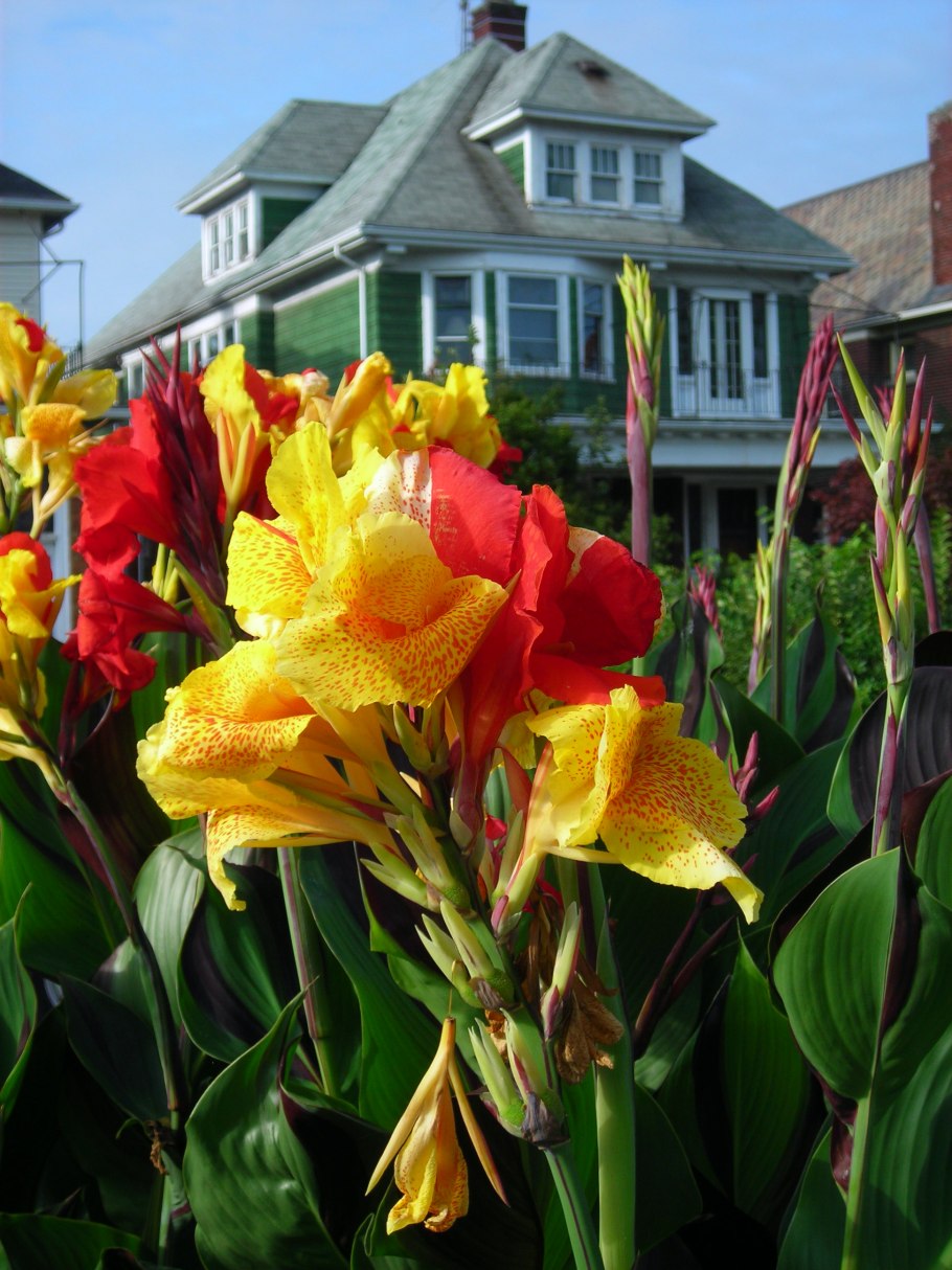 Канна Индика цветок