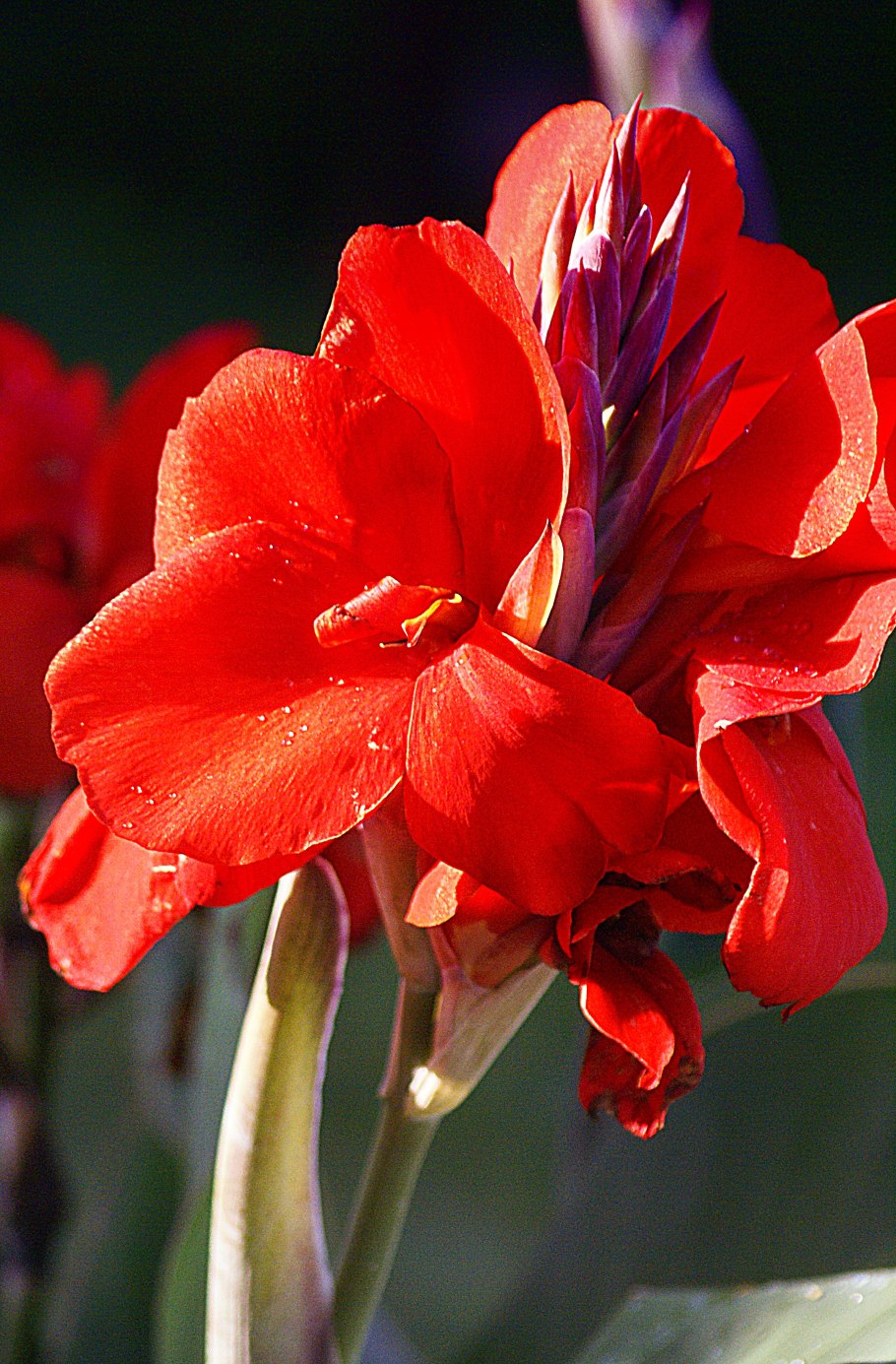 Канна canna Indica