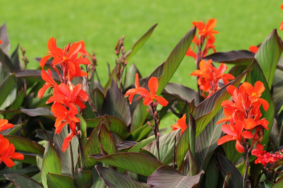 Канна canna Indica