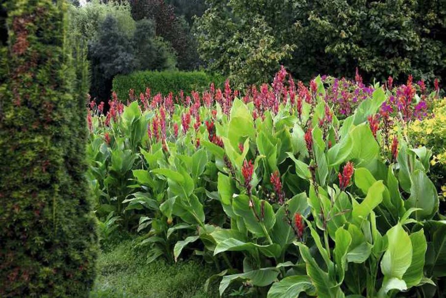 Канна Роземунд коль