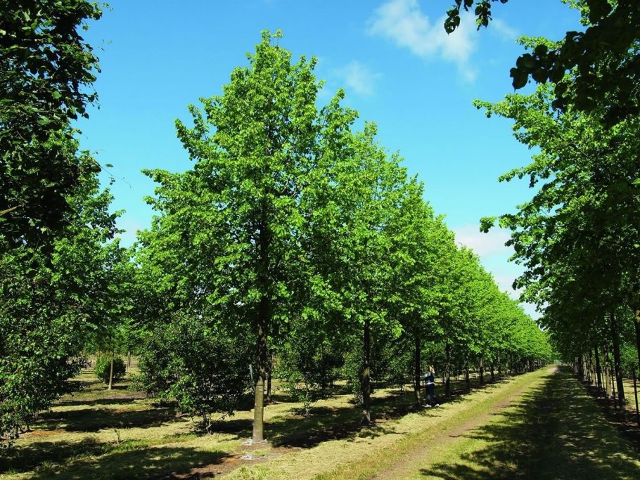 Липа европейская Паллида шпалера
