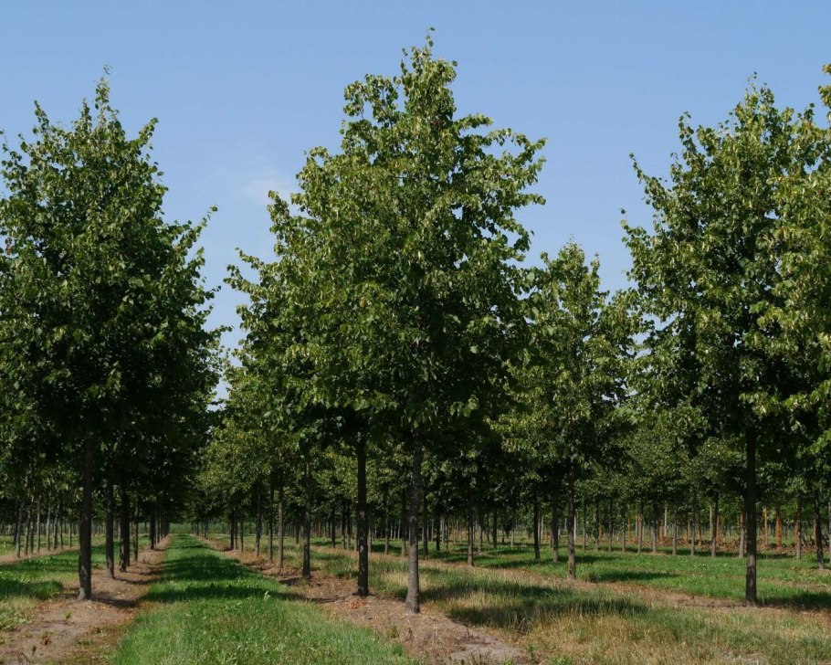 Липа мелколистная Паллида