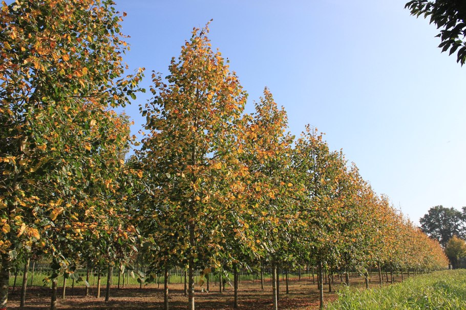 Липа мелколистная Паллида
