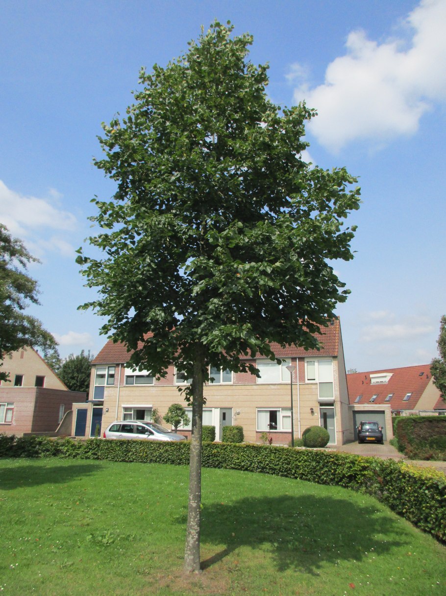 Липа европейская Паллида