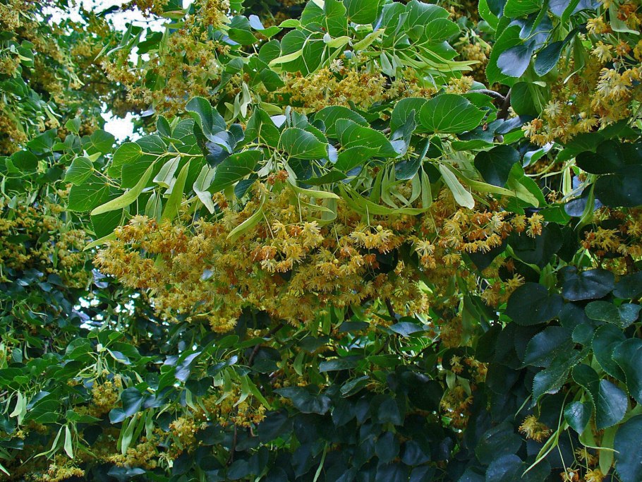 Липа эухлора