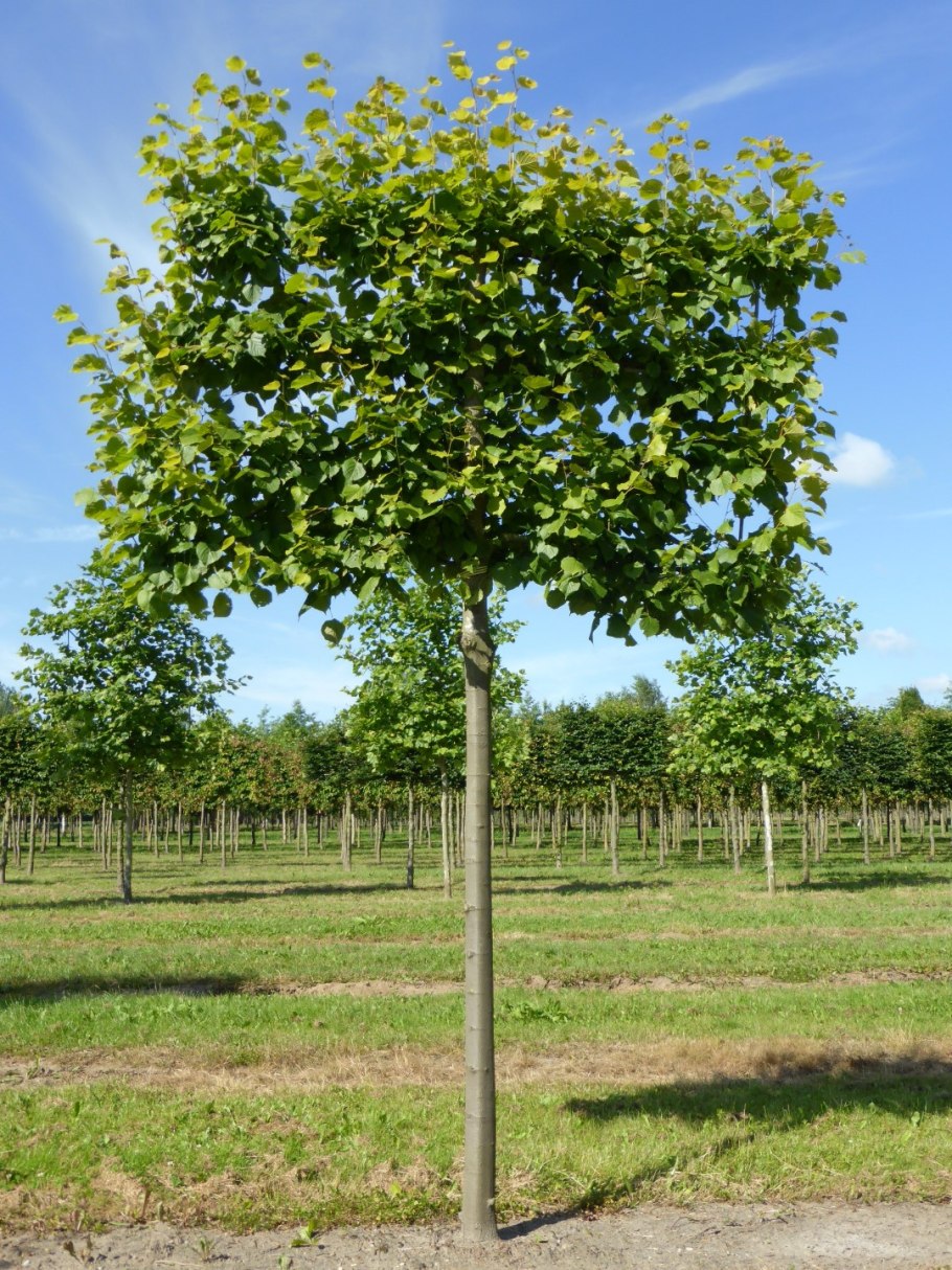 Липа мелколистная сердцевидная