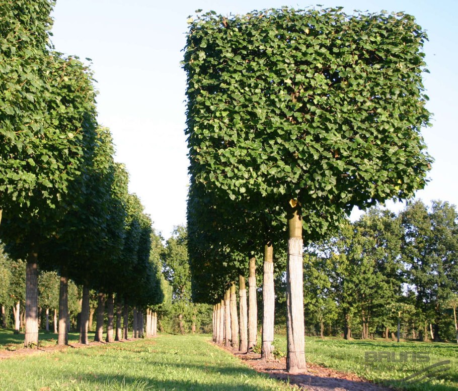 Липа крупнолистная Паллида