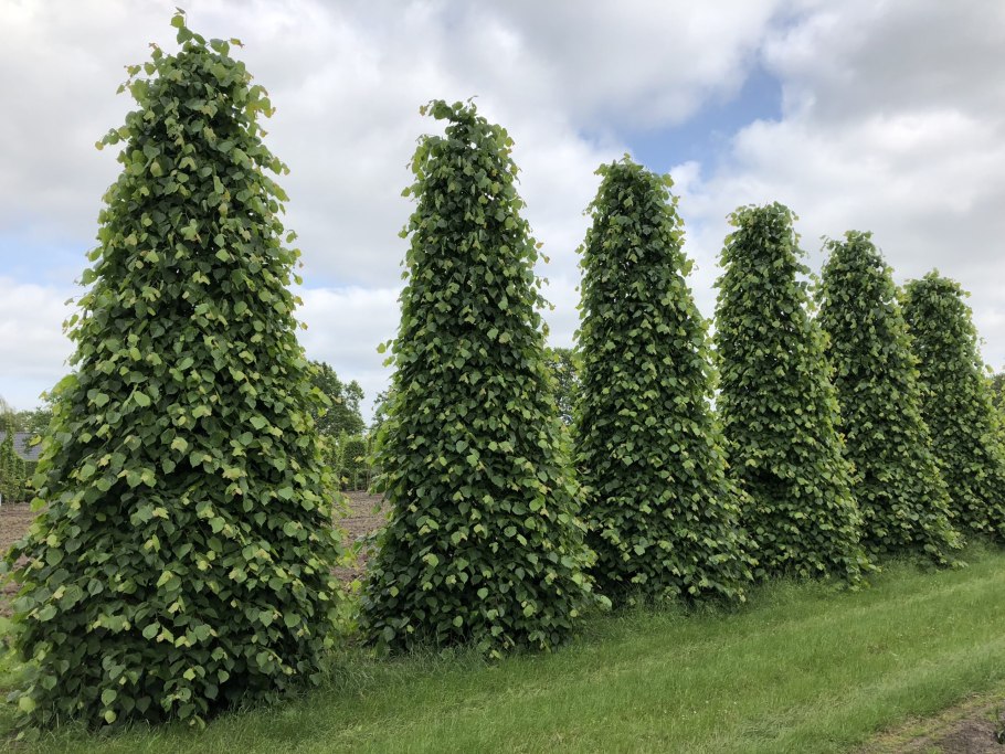 Липа сердцелистная